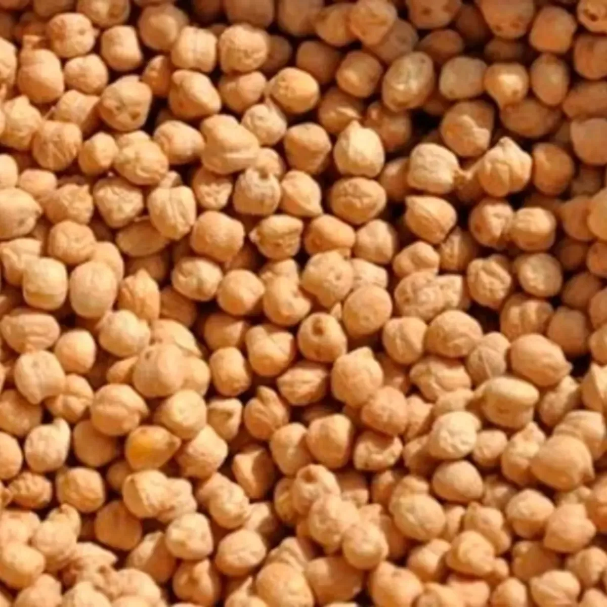 Garbanzo