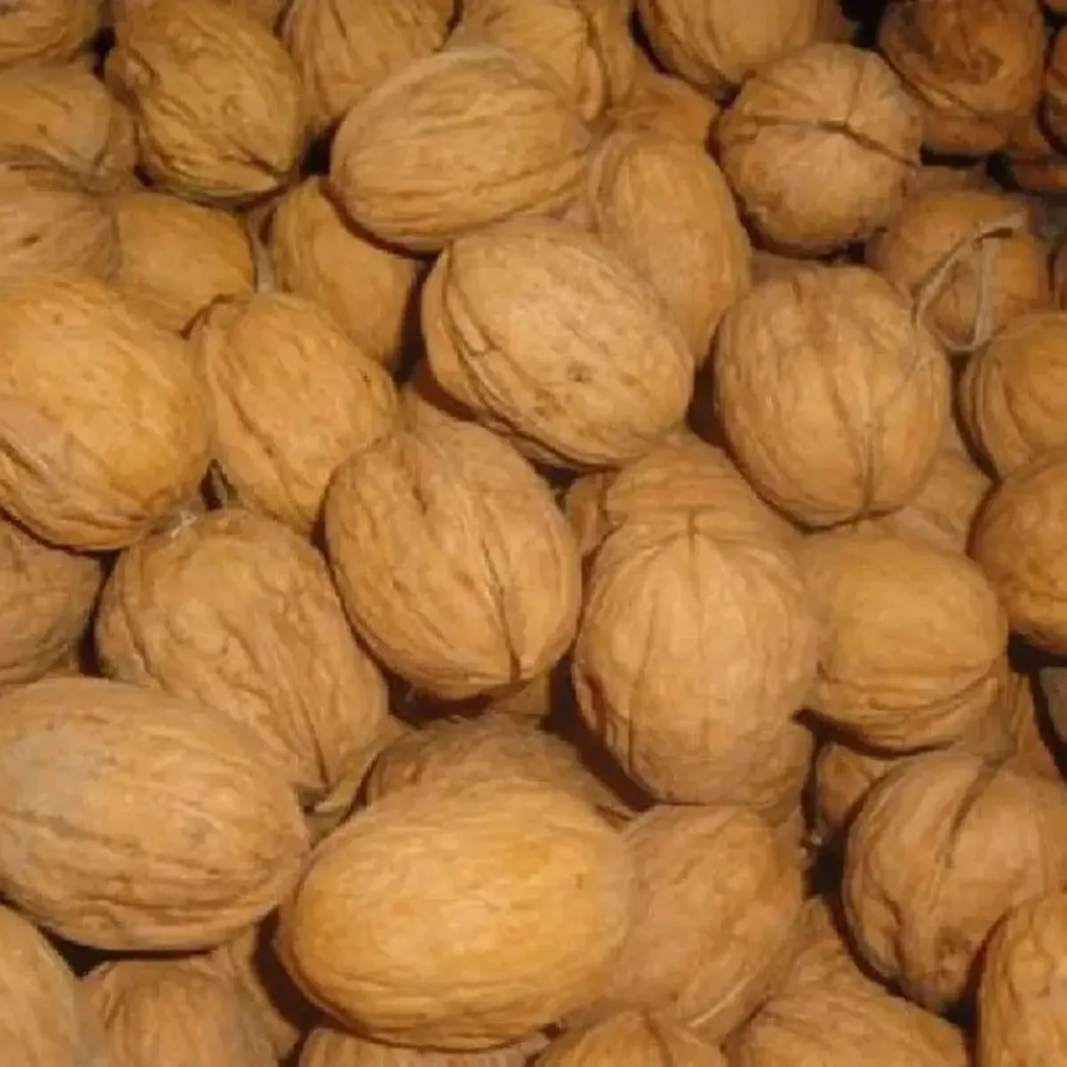Nuez con cascara