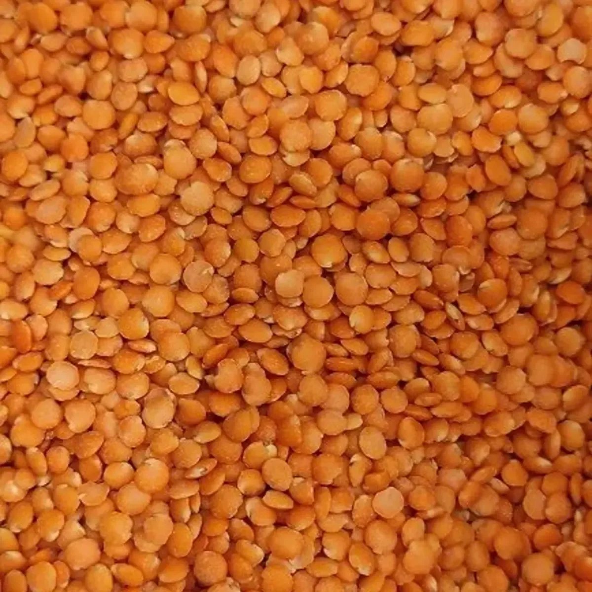 Lenteja roja
