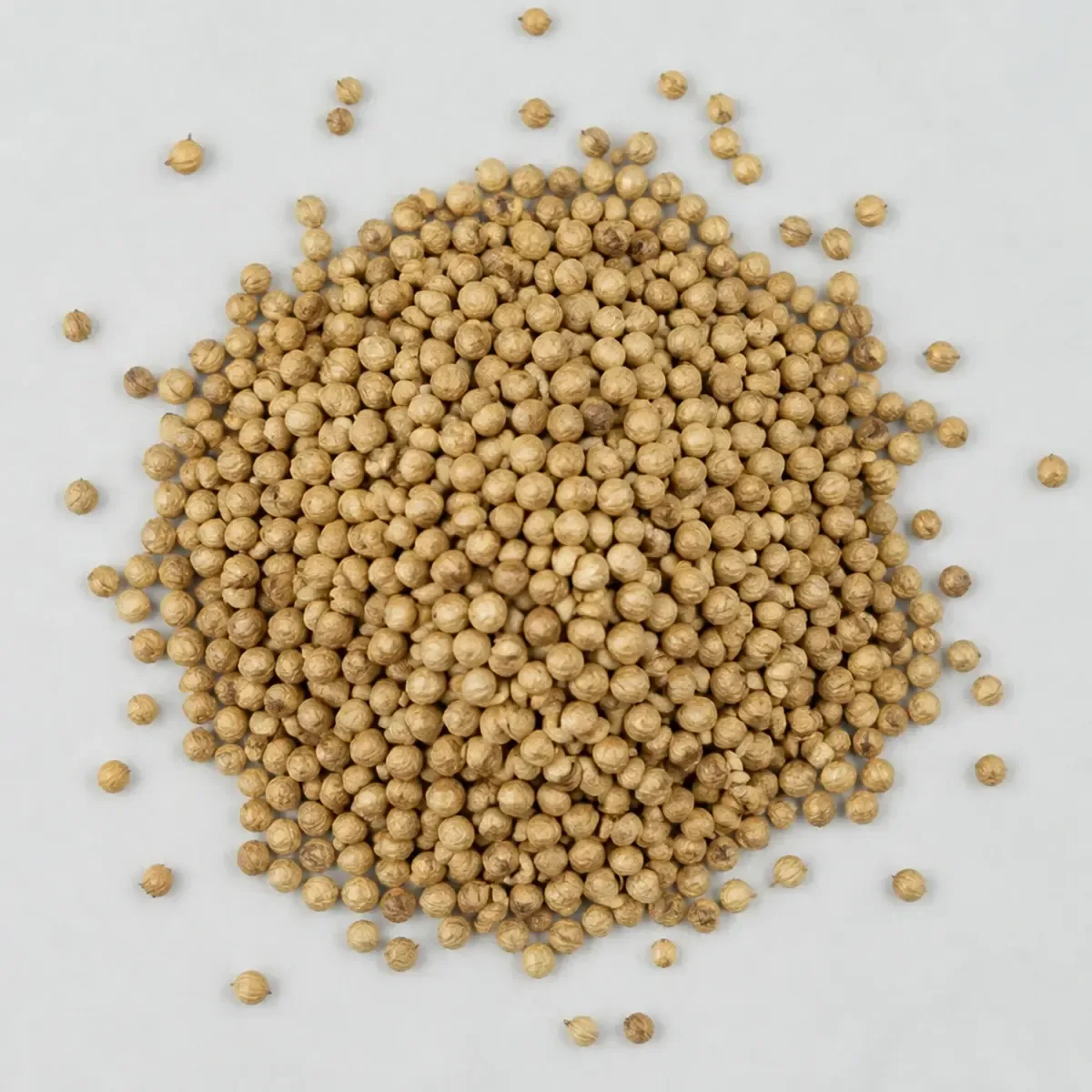 Coriandro en grano